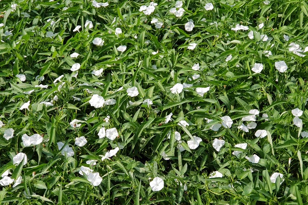空心菜至於夏秋之際開出白色花朵，每日都經歷綻放開花與凋謝。