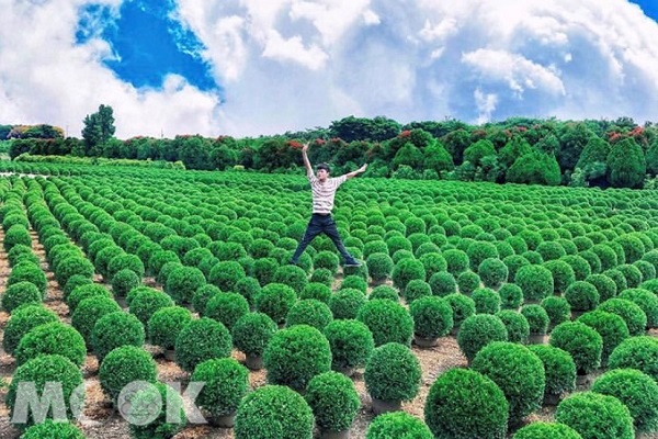 田尾波波草超療癒！台版Q萌掃帚草IG爆紅