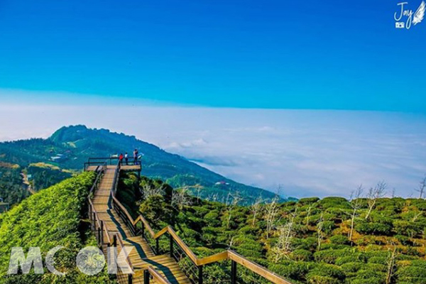 百萬級雲海大景！絕美茶園外國旅人搶拍