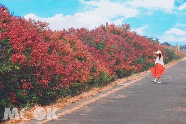 位於嘉義朴子大橋河堤旁，大片欒樹盛開紅果。