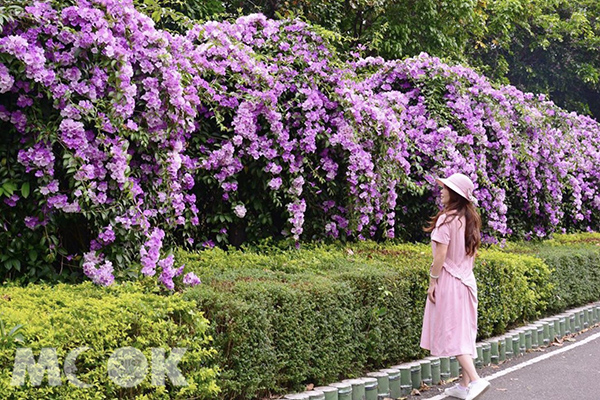 紫色花瀑走道吸引許多路人佇足欣賞。