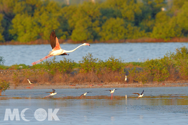 被喻為「候鳥界名模」的大紅鶴去年首度現身永安濕地，引來一陣驚喜。(照片提供/永安濕地生態教育中心)