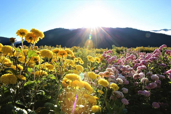 絕美杭菊綻放成花海（圖／武陵農場，以下同）