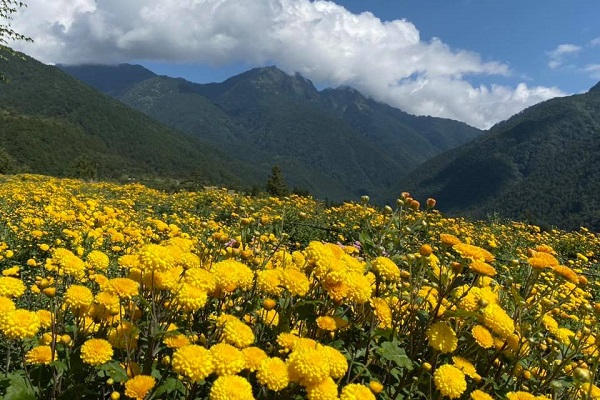 山谷與花海相映，宛如仙境。