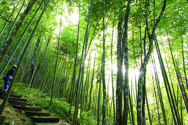 草嶺山巒交錯之美。 (圖／雲林縣政府)