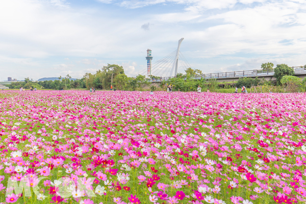 關渡花海4公頃波斯菊，療癒美景搭捷運就能到！