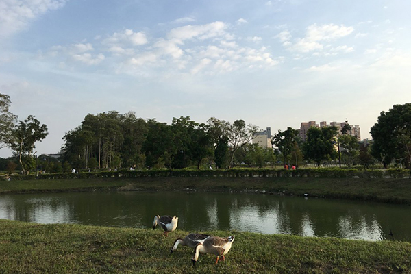 香湖公園。 (圖／嘉義市政府)