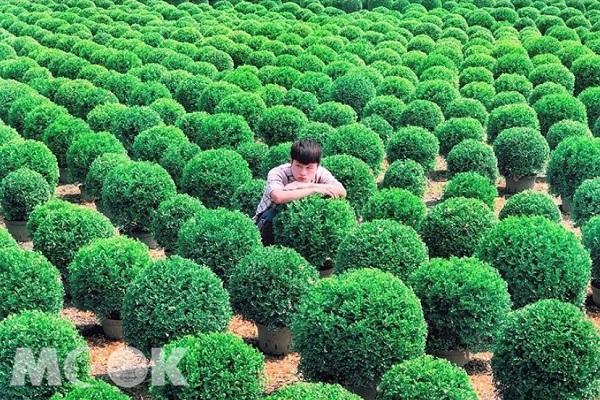 一顆顆圓滾滾的台版波波草，傳出關閉消息。（圖／sunlightbai）