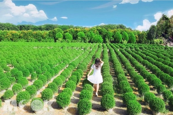 台灣波波草美景屢遭遊客破壞，即日起裝起柵欄，不再開放。（圖／chien_lan）