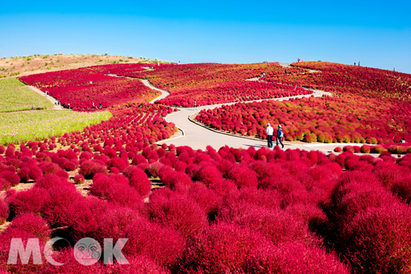 「茨城縣」以秋季限定楓紅花海深受旅客喜愛。 (圖／樂天旅遊，以下同)