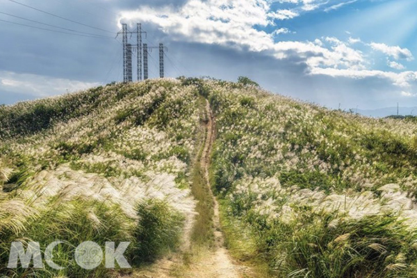 都會秘境擁秋芒絕景！銀白步道IG必備美拍