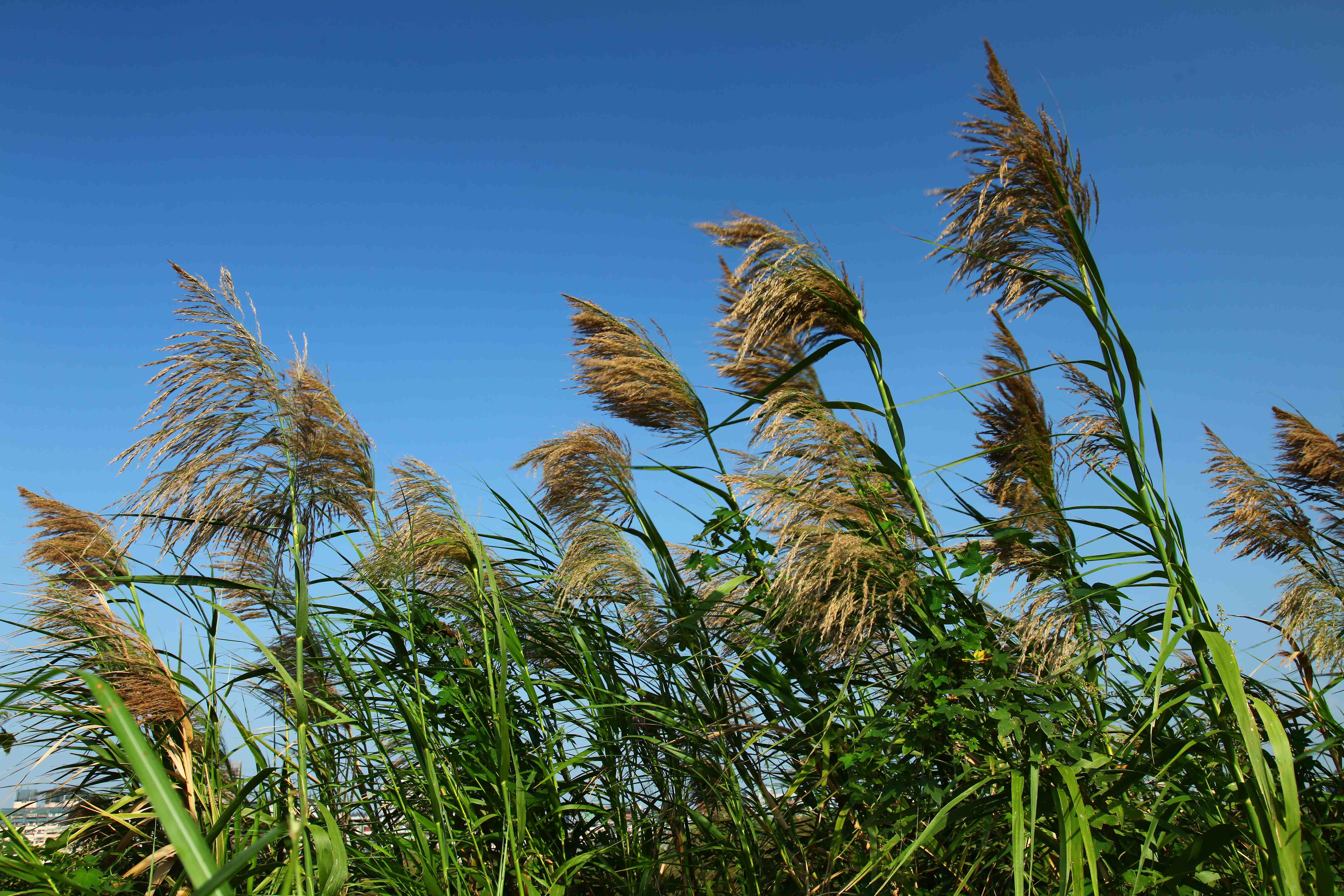 蘆葦是社子島周邊濕地常見的濕地植物之一。