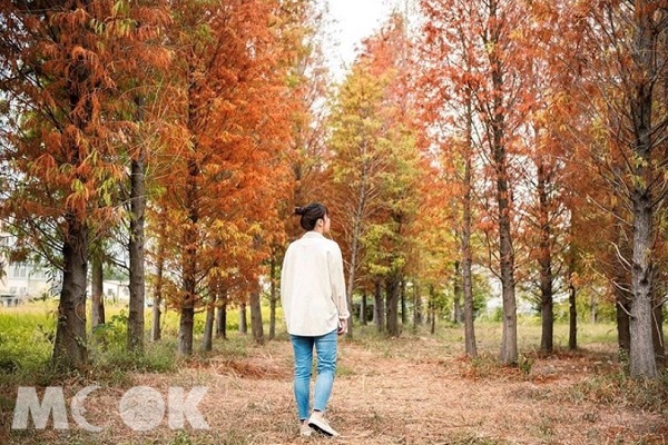 染黃的落羽松森林成為秋日一抹動人美景。（圖／reshieh）