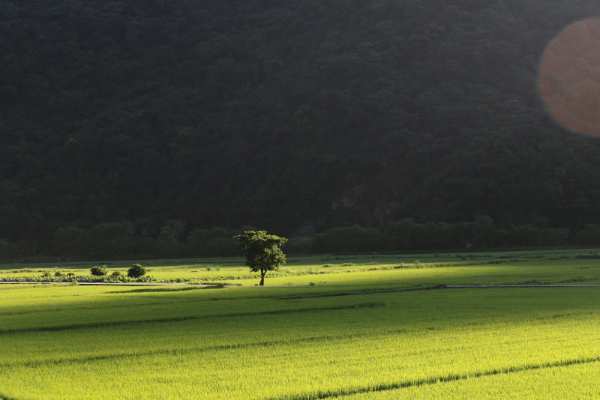 南安部落擁有美麗的稻田美景。 (圖／卓溪鄉公所，以下同)