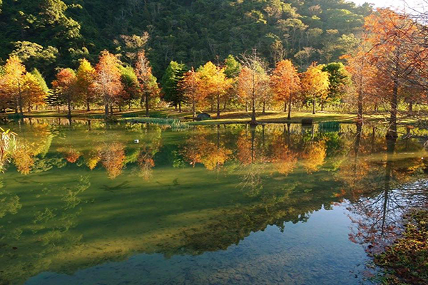 南庄雲水度假森林，落羽松倒映美景。 (圖／南庄雲水度假森林)