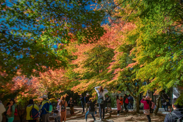 宛如置身日本山林！楓紅秘境擁絕美景緻