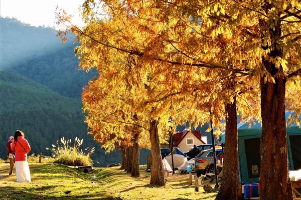 武陵農場落羽松染黃（圖／武陵農場 Wuling Farm，以下同）