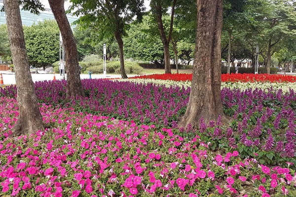 中和八二三紀念公園內花海景致浪漫。