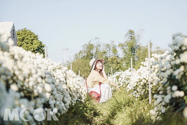 仙氣逼人純白系美拍！夢幻杭菊花海期間限定