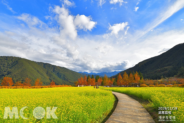 免出國賞如畫般美景  秋日限定落羽松花海