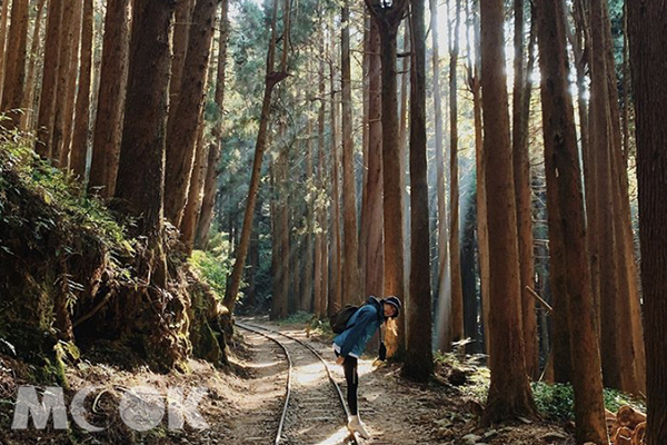 參天巨樹步道秘境！山林古道療癒森林浴