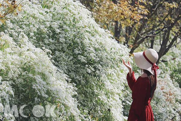 白雪木如聖誕初雪般，為12月的聖誕節帶上唯美氣氛。