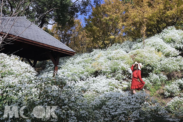 滿開白雪木與山間涼亭。