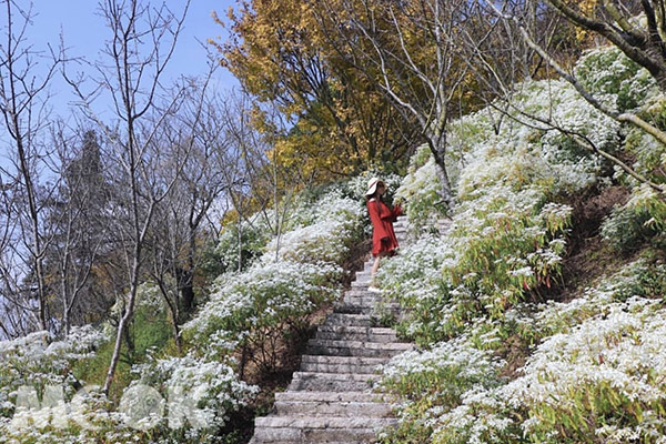 走道旁都是白雪木，預計花期到12月底。