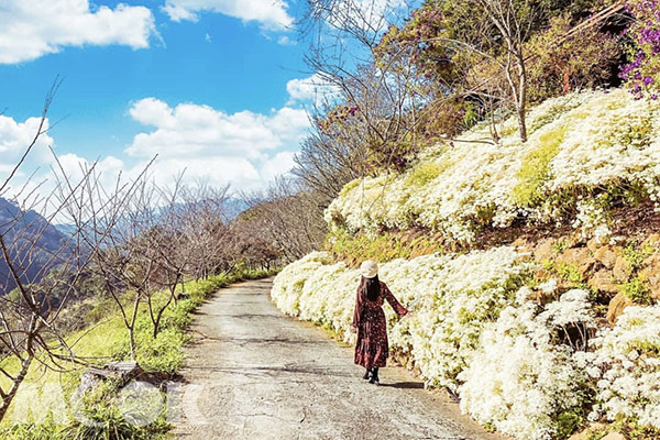 秋冬上山賞花好天氣。 (圖／153_mom)