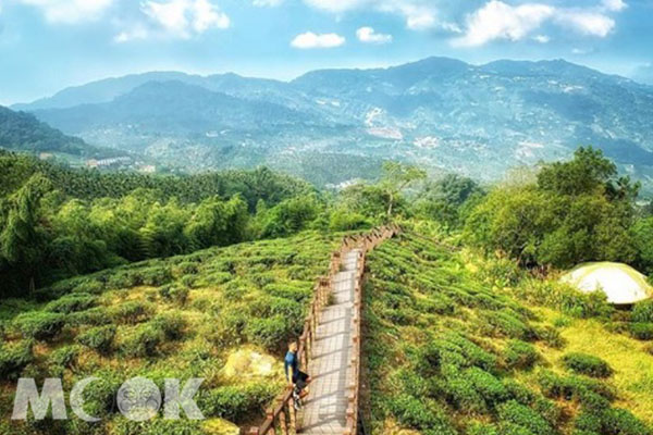 茶園秘境好療癒！清幽步道擁山嵐美景