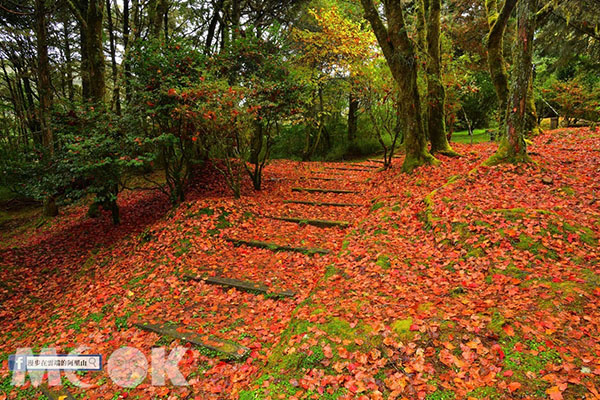 遍地撲滿楓葉的紅地毯。 (圖／漫步在雲端的阿里山)