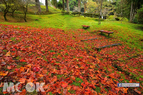 原本翠綠的草地上被楓紅落葉點綴，染上一抹鮮紅。 (圖／漫步在雲端的阿里山)