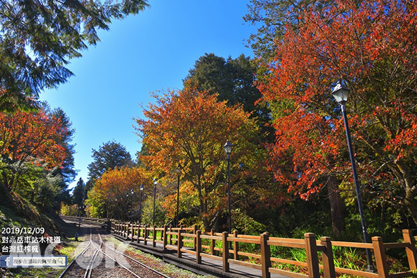 鐵道楓紅擁療癒美景！走入山林秘境好紓壓