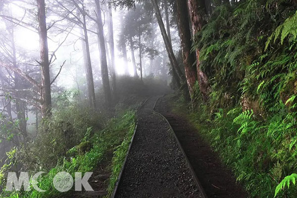 宜蘭太平山雲霧迷繞，泡完溫泉還可以去太平山步道散步，享受森林浴，讓人心曠神怡。(圖／KLOOK，以下同)