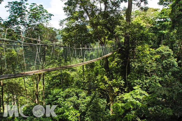 臨近赤道的馬來西亞擁有世界上最古老、豐富的雨林生態系，最適合來一探究竟、展現原始之美，來個活力滿滿的探索之旅。