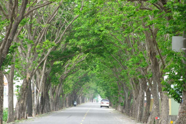 新營印度紫檀綠色隧道。 (圖／台南市政府)