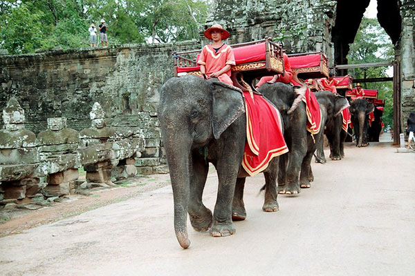 吳哥窟正式宣布禁止騎乘大象的法令。（圖／visualhunt）