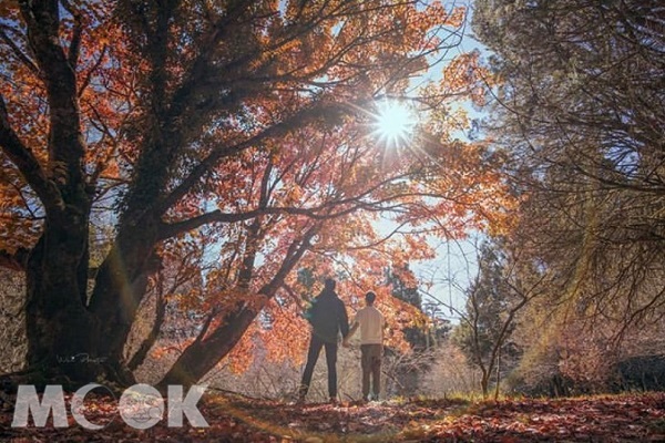 福壽山農場大片的楓紅美景染整座山林，宛如仙境。（圖／wei_photo_）