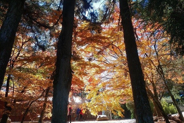 農場內的楓樹品種多樣，可欣賞到火紅、金黃色、橘色等顏色的楓葉。