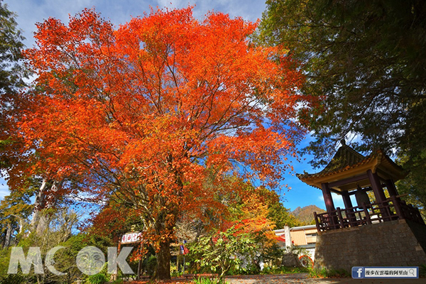 阿里山最美楓紅美哭！古亭老樹浪漫滿分