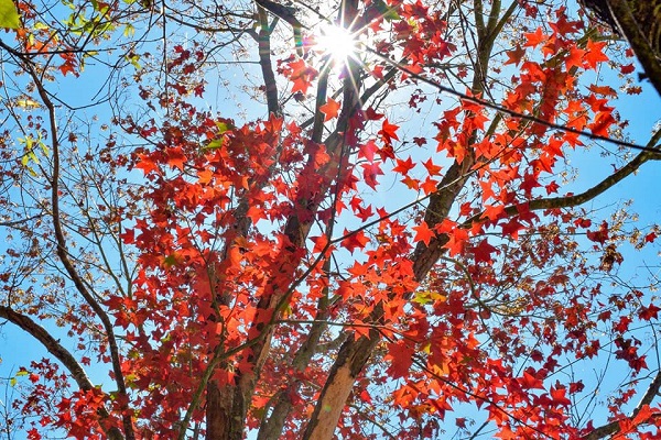 正值楓葉季的尾巴，可供賞楓紅與櫻粉美景。