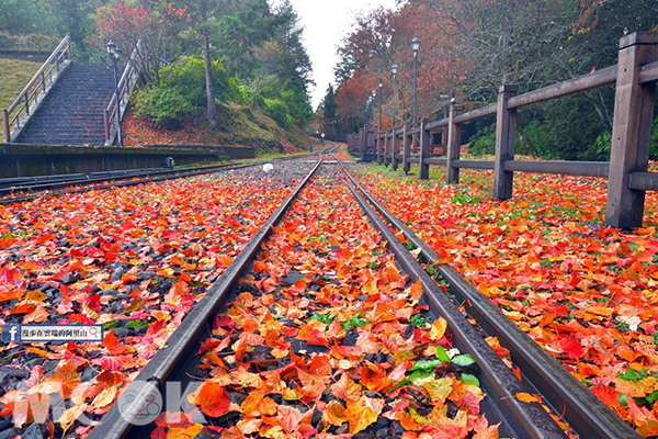 鐵道與楓紅相遇之美。 (圖／漫步在雲端的阿里山)