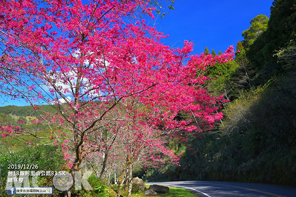 公路旁就能看到的櫻花美景。 (圖／漫步在雲端的阿里山)