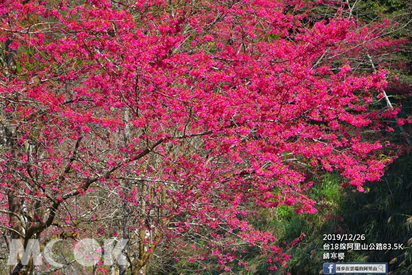 盛開的櫻花好似春天已到。 (圖／漫步在雲端的阿里山)