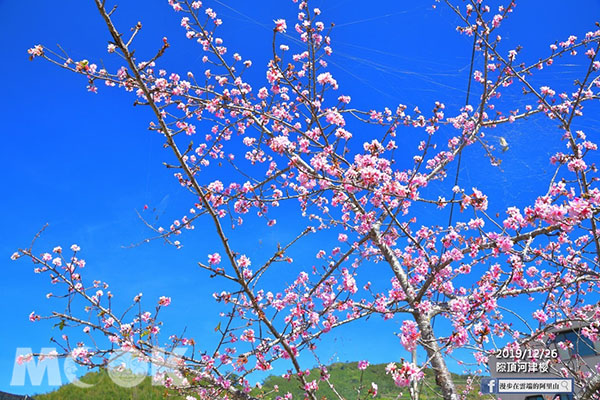 位於隙頂盛開的河津櫻。 (圖／漫步在雲端的阿里山)