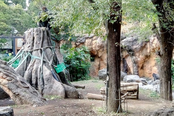 以「公園裡的動物園」為理念，打造沒有籠子的動物園。