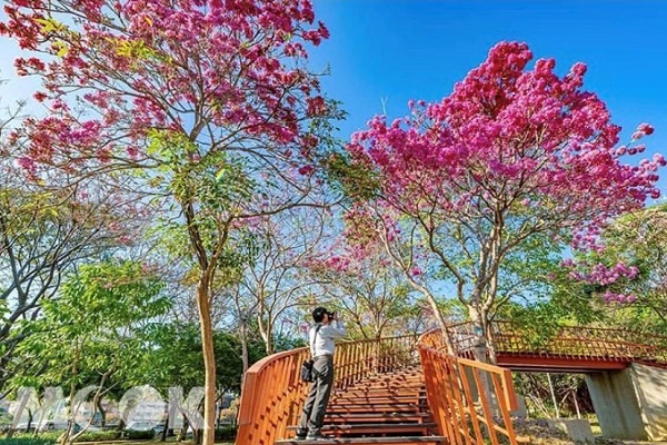 三甲公園的粉紅風鈴木鮮豔動人。