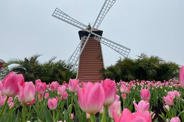 鬱金香花海搭配風車有置身荷蘭之感。（圖／中社觀光花市，以下同）