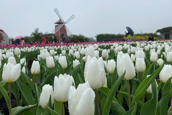 鬱金香花季五顏六色的花海一一盛開。