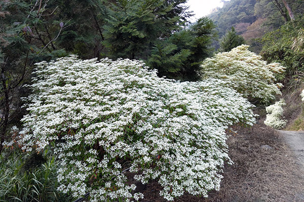 柳家梅園內種植了多處的白雪木。 (圖／柳家梅園)